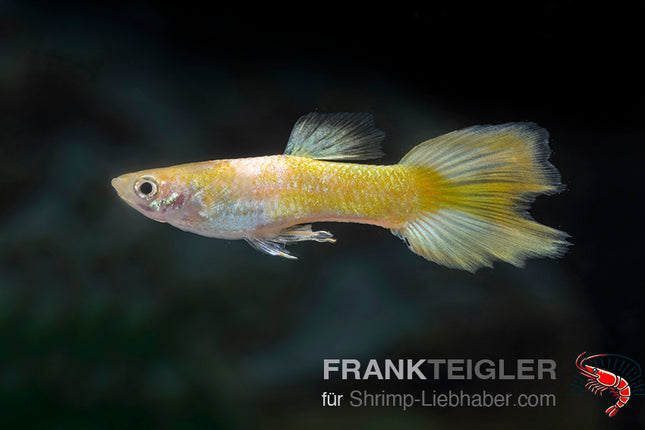 Guppy "Platinum Koi" (Poecilia reticulata)