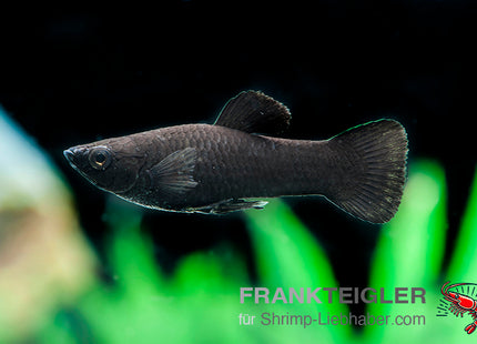 Molly "Black Molly" - Poecilia sphenops