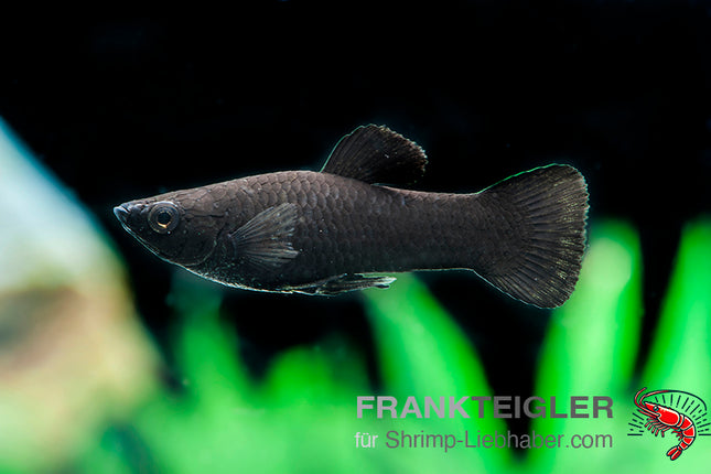 Molly "Black Molly" - Poecilia sphenops