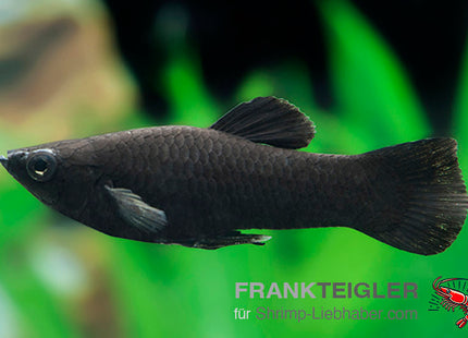 Molly "Black Molly" - Poecilia sphenops