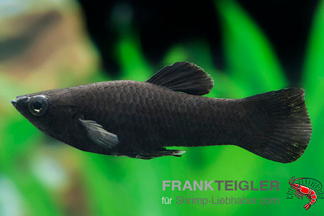 Molly "Black Molly" - Poecilia sphenops