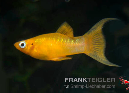 Molly "Goldpuder" - Poecilia sphenops
