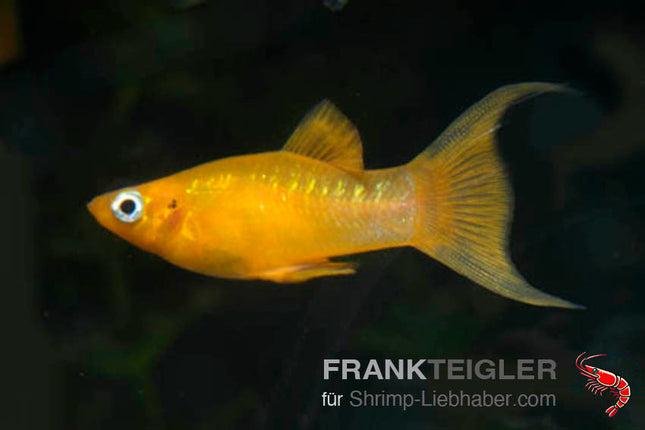 Molly "Goldpuder" - Poecilia sphenops