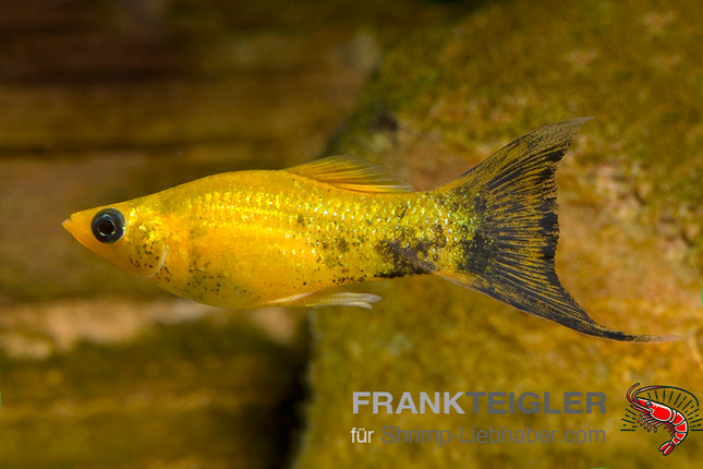 Molly "Goldpuder" - Poecilia sphenops