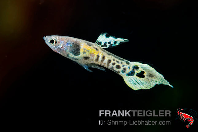Guppy "Endler yellow Tiger " (Poecilia wingei)