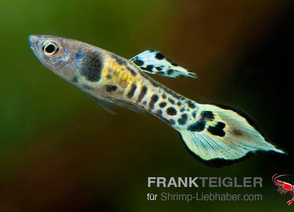 Guppy "Endler yellow Tiger " (Poecilia wingei)