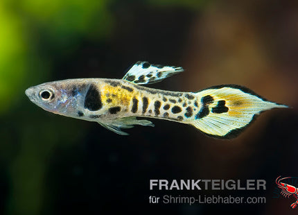 Guppy "Endler yellow Tiger " (Poecilia wingei)