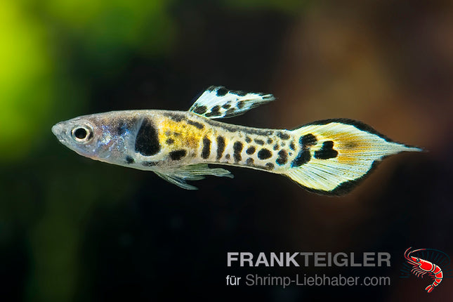 Guppy "Endler yellow Tiger " (Poecilia wingei)