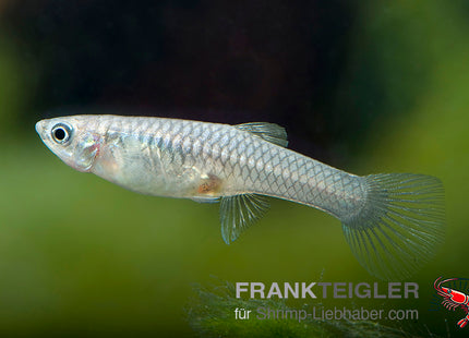 Endler Weibchen Farblich gemischt (Poecilia wingei)