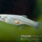 Guppy