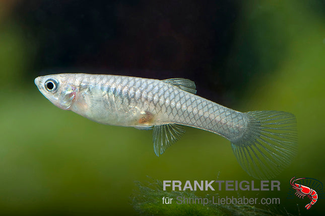 Endler Weibchen Farblich gemischt (Poecilia wingei)