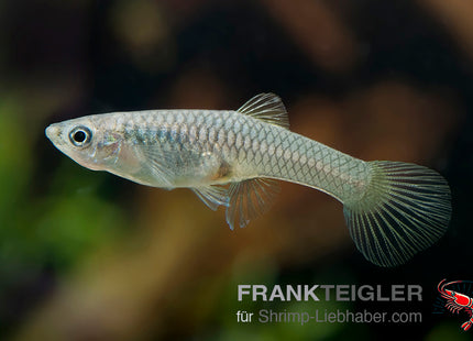 Endler Weibchen Farblich gemischt (Poecilia wingei)