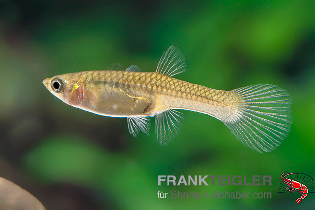 Endler Weibchen Farblich gemischt (Poecilia wingei)