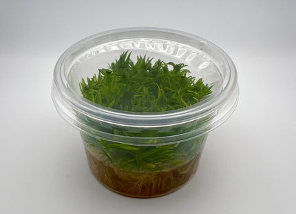 Pogostemon erectus – In Vitro