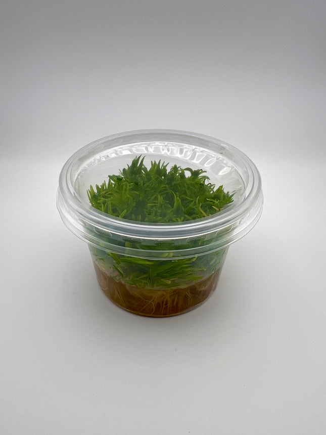 Pogostemon erectus – In Vitro