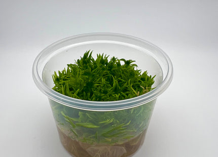 Pogostemon erectus – In Vitro