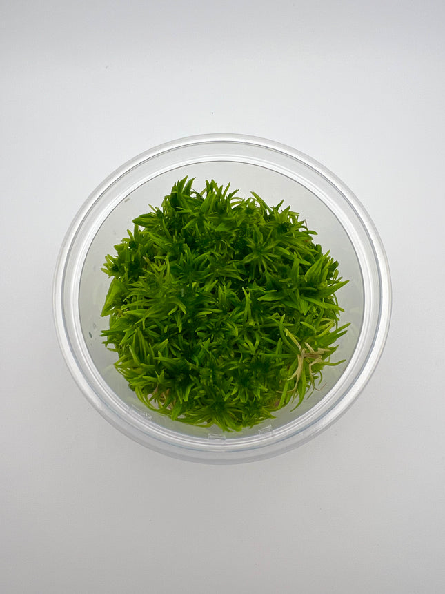 Pogostemon erectus – In Vitro