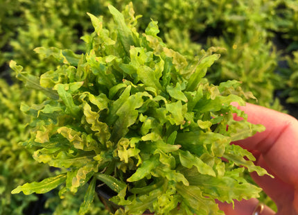 Pogostemon helferi - Topf