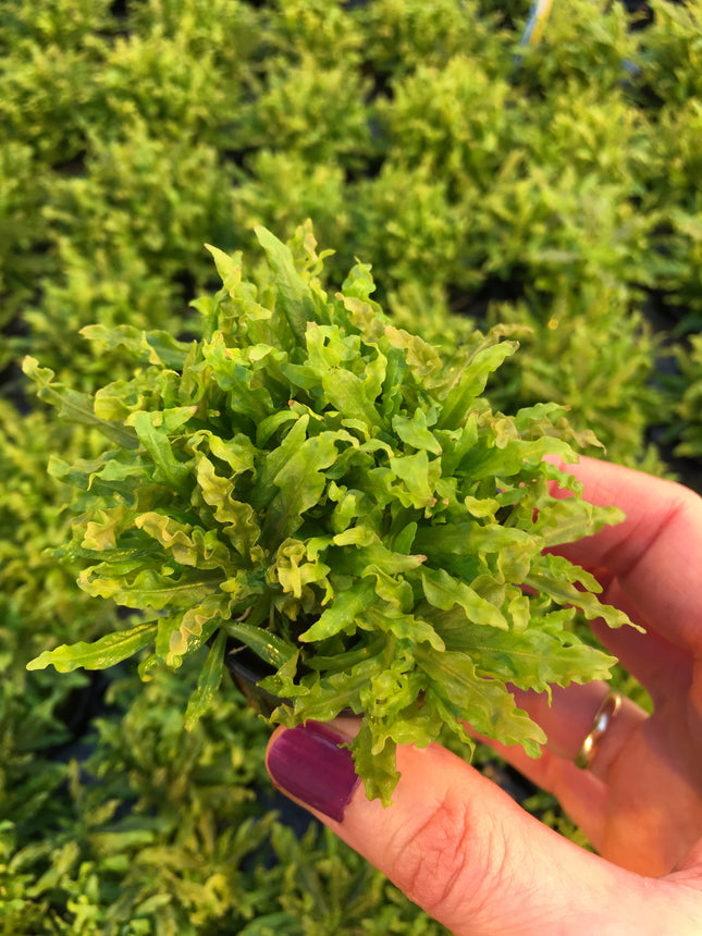 Pogostemon helferi - Topf