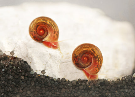 Posthornschnecke - Rot