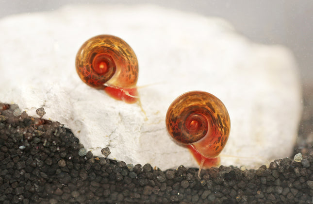 Posthornschnecke - Rot