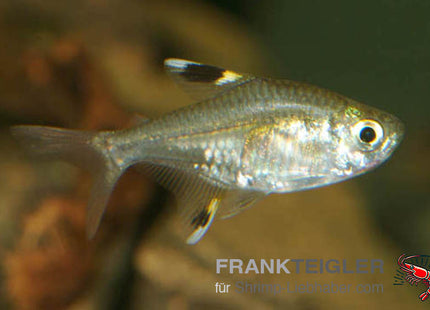 Pristella maxilaris