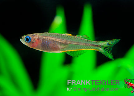 Pseudomugil furcatus