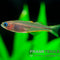 Pseudomugil furcatus