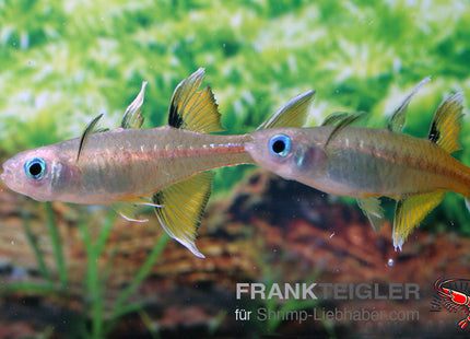 Pseudomugil signifer