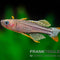 Regenbogenfisch
