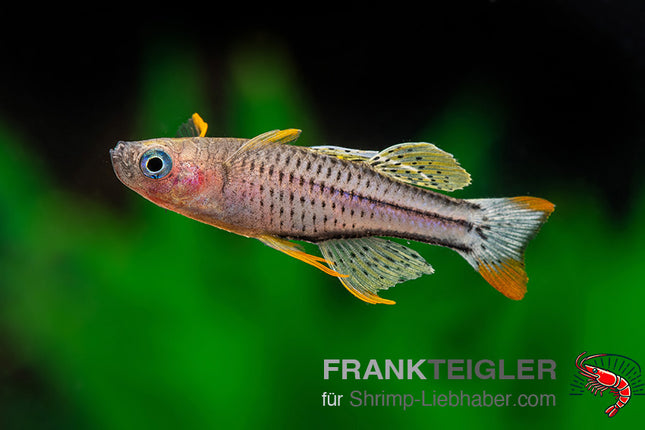 Regenbogenfisch "Aru IV" - Melanotaenia sp.