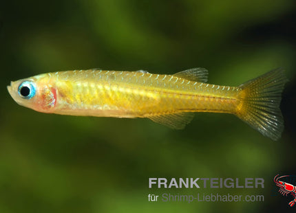 Gertrudae Blauaugen - Pseudomugil gertrudae