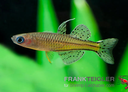 Gertrudae Blauaugen - Pseudomugil gertrudae