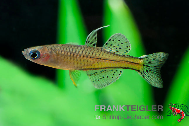 Pseudomugil gertrudae – Blauaugen Regenbogenfisch