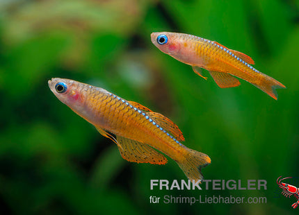 Paska's Blauauge - Pseudomugil luminatus