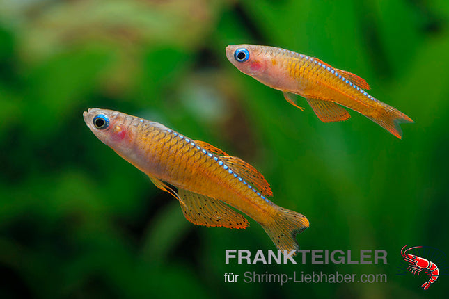 Paska's Blauauge - Pseudomugil luminatus