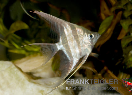 Altum-Skalar – Pterophyllum altum