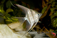 Altum-Skalar – Pterophyllum altum