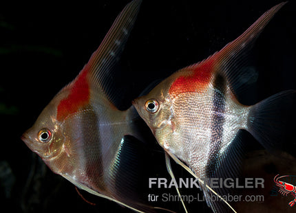 Manacapuru-Rotrücken-Skalar – Pterophyllum scalare