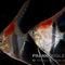 Manacapuru-Rotrücken-Skalar – Pterophyllum scalare