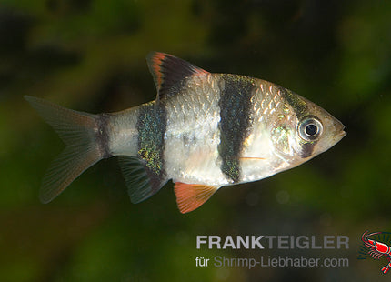 Sumatrabarbe Naturform – Puntigrus anchisporus
