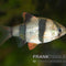 Sumatrabarbe Naturform – Puntigrus anchisporus