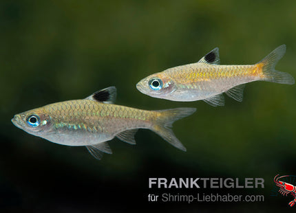 Rasbora dorsiocellata_5