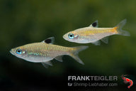 Rasbora dorsiocellata_5