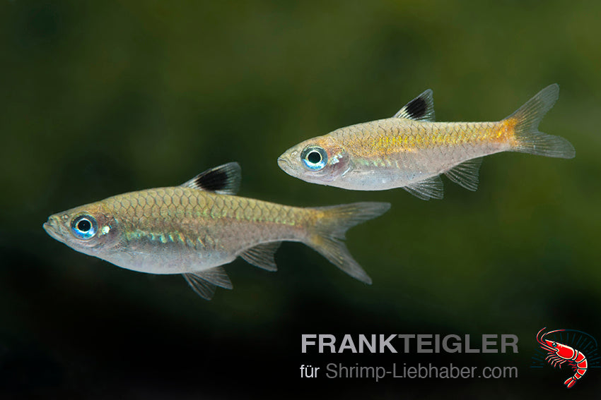 Rasbora dorsiocellata_5