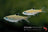 Rasbora dorsiocellata_5