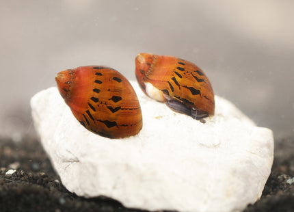 Rennschnecke ''Orange Track''