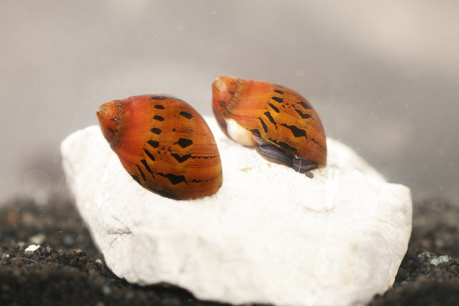 Rennschnecke ''Orange Track''