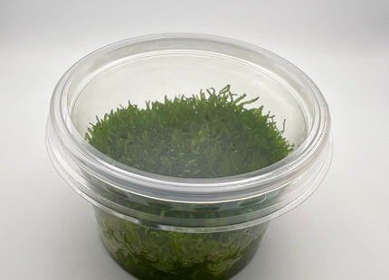 Riccia fluitans – In Vitro