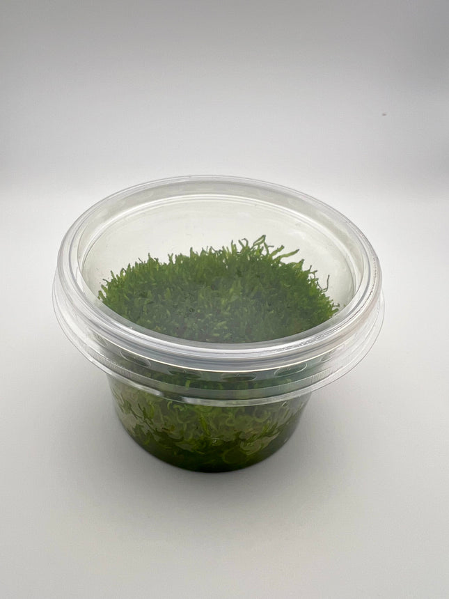 Riccia fluitans – In Vitro